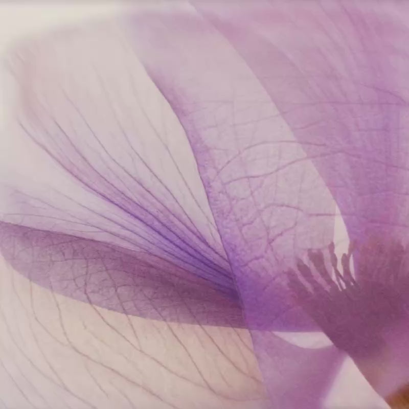 Twilight Bloom Scent