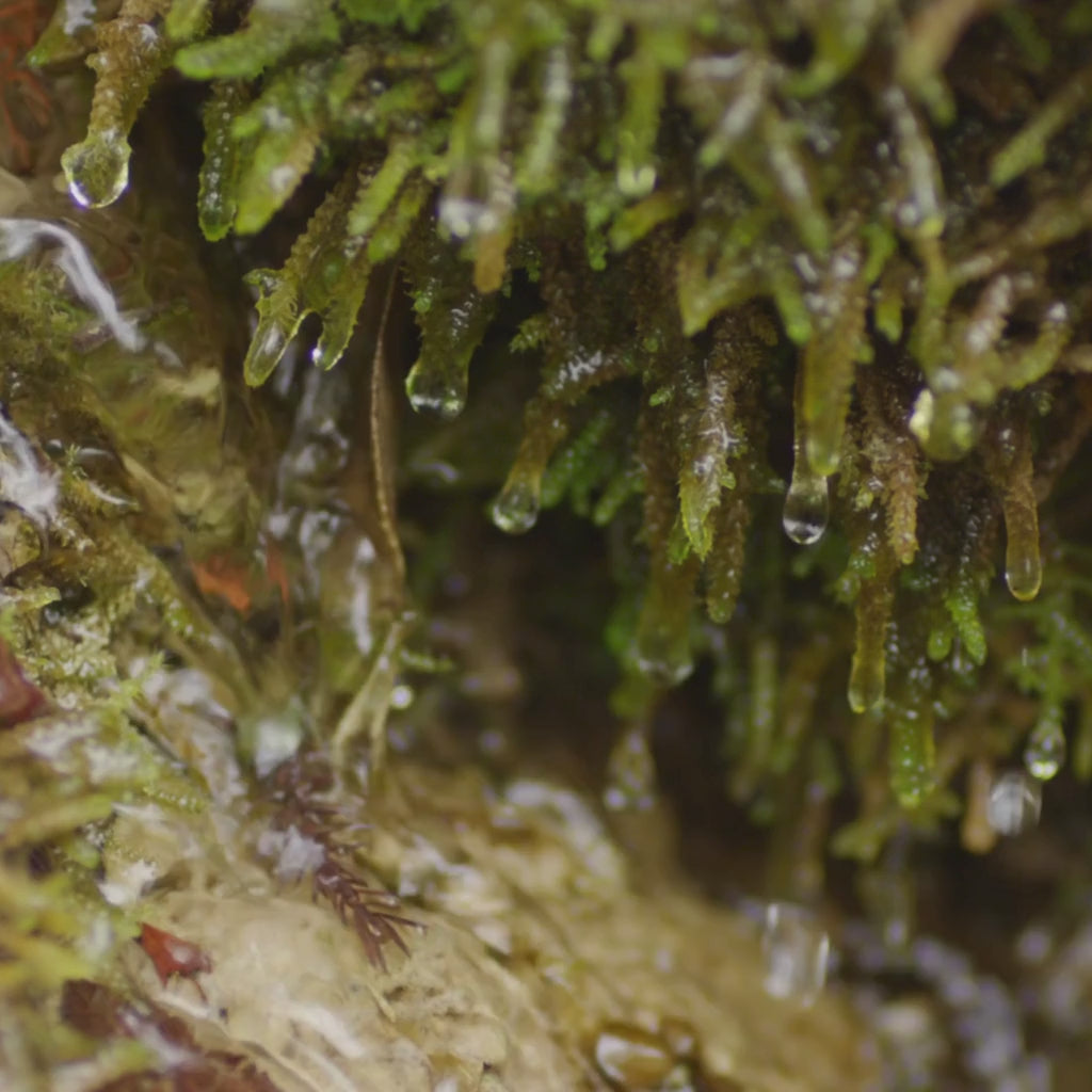 Vie De Fir Scent