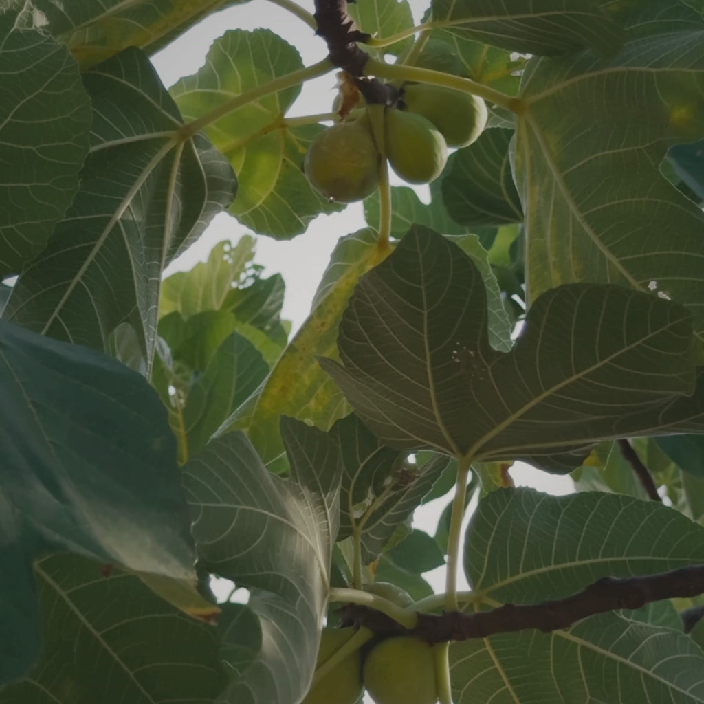 Verdant FIg Scent